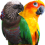 Остальные виды попугаев