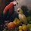 Картины с попугаями и календари форума