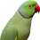 Кольчатые попугаи