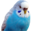 Волнистые попугаи