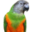 Сенегальские попугаи
